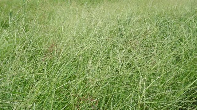 Dense field of tall green fodder grass