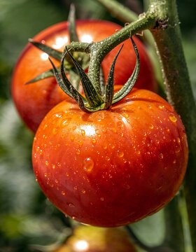Shiny ripe tomatoes on the vine photographed in extreme close-up. Sparkling water droplets and sunlight reflections reveal juicy textures with high-resolution, photorealistic realism.
