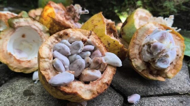 harvested cacao fruit, Theobroma cacao