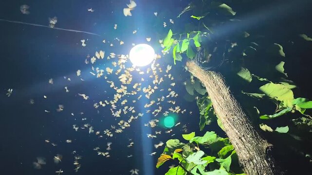 termite colony or alates. clustering around a light source