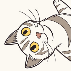 Cat lying on its back with a surprised expression lying on back playful feline © Marjan