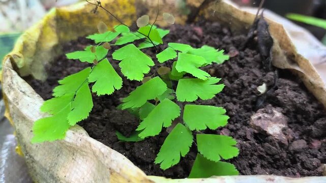 Supril leaves are ornamental plants that belong to the genus Adiantum. This plant is known for its delicate and bright green leaves