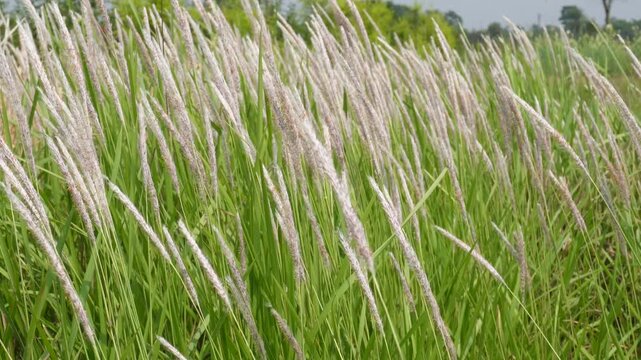 Cogon grass with silver white plumes