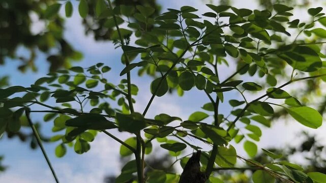moringa leaves or Moringa oleifera