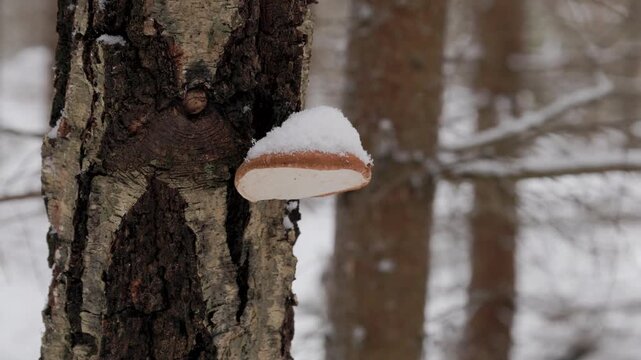 Close Up of Frozen Poly pore Mushroom on Tree Trunk in Snowing Forest