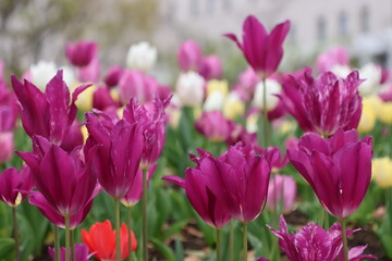 Fototapeta premium purple tulips in spring