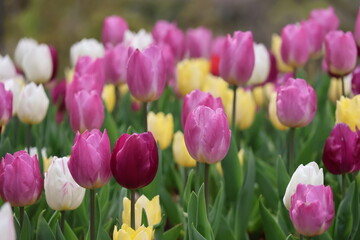 Obraz premium pink and white tulips