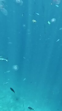 Vertical video. Bermuda chub fish swims in Red Sea in Egypt. Underwater life, snorkeling.