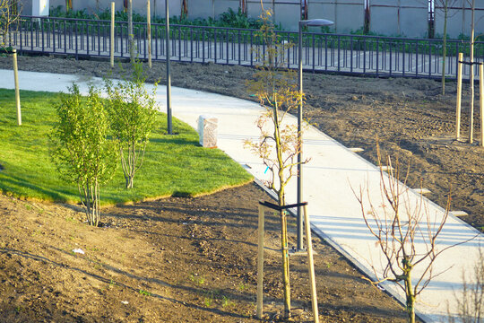 Walkway with newly planted trees and partially completed lawn areas in developing city park. Captures urban transformation in progress, green space implementation, and evolving public environment.