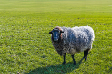 Fototapeta premium Pomeranian sheep standing on green grass field outdoors