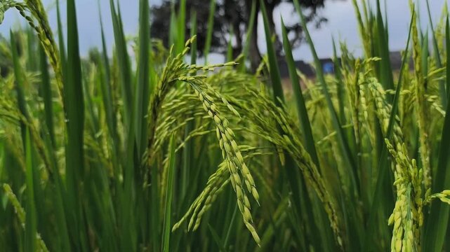 Oryza sativa or rice plant