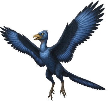Archaeopteryx flying with spread wings isolated on transparent background