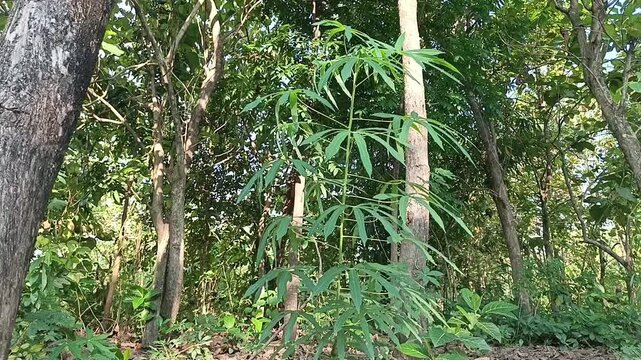 Cassava plant leaves swaying in wind in tropical forest timelapse