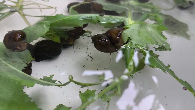 Golden apple snail or Pomacea canaliculata. Traditional breeding uses taro leaves as feed