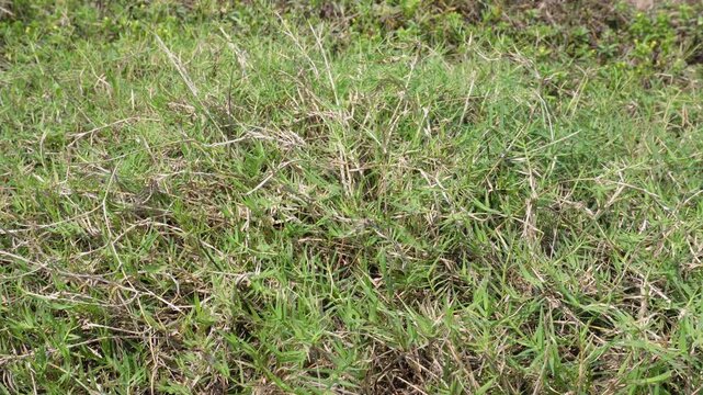 Cynodon dactylon known as Bermuda grass or couch grass. 