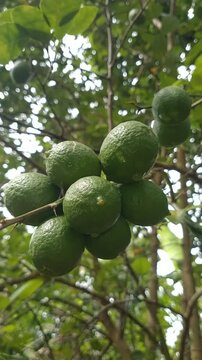 Fresh Green Lime Fruits Growing on Tree Branch in Natural Garden &ndash; Tropical Citrus Close-Up Video