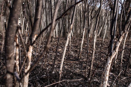 a densely packed group of young trees or bushes with significant bark damage, likely caused by wildlife feeding during the winter.