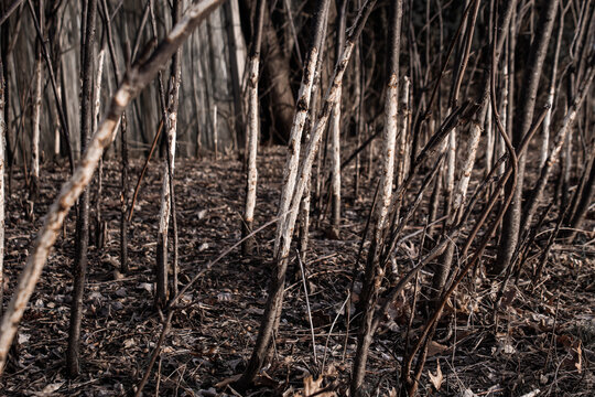 young trees or bushes with significant bark damage, likely caused by wildlife feeding during the winter.