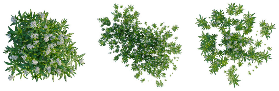 Galium odoratum tree plan, top view, cutout, transparent background, isolate, Detailed Close-Up of Lush Green Foliage with Delicate White Flowers, Natural Beauty