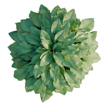 Hosta tree plan, top view, cutout, transparent background, isolate, Detailed close-up of lush green leaves with intricate vein patterns, natural texture
