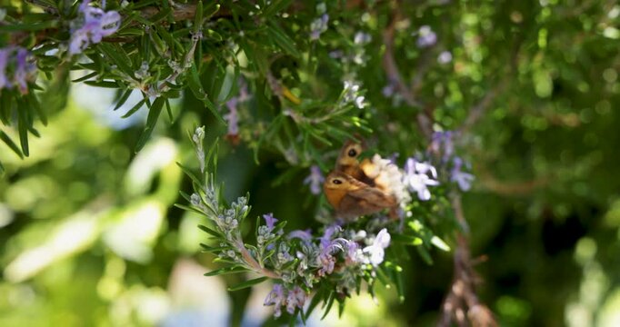 Gatekeeper butterfly pollinating a flowering rosemary bush