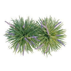 Liriope tree plan, top view, cutout, transparent background, isolate, Lush Lavender Field with Soft Focus Background - Perfect for Serene and Calming Imagery © DH Tree Stock