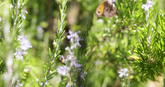 Gatekeeper butterfly pollinating a rosemary flower bush