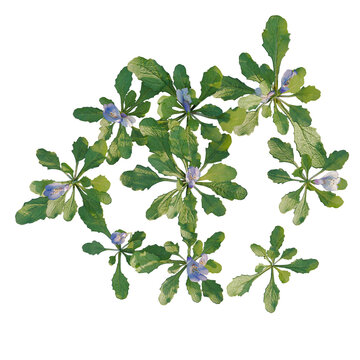 Mazus reptans tree plan, top view, cutout, transparent background, isolate, Close-up of vibrant purple wildflowers blooming among lush green foliage, natural beauty