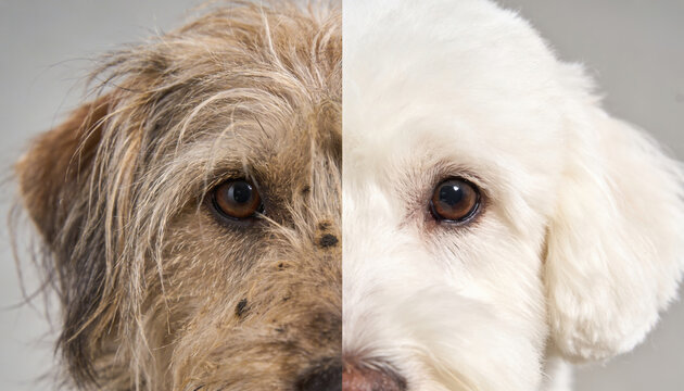 Before and After Split Portrait of Scruffy Brown Dog Before Grooming and Clean White Fluffy Dog After Professional Pet Grooming Service, Pet Care Transformation Comparison