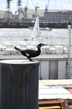 Pooping cormorant at Hamburg Port. One big sea raven (Phalacrocorax carbo) posing on pole in front of the Hamburg Harbor, Hamburg, Germany, Europe.