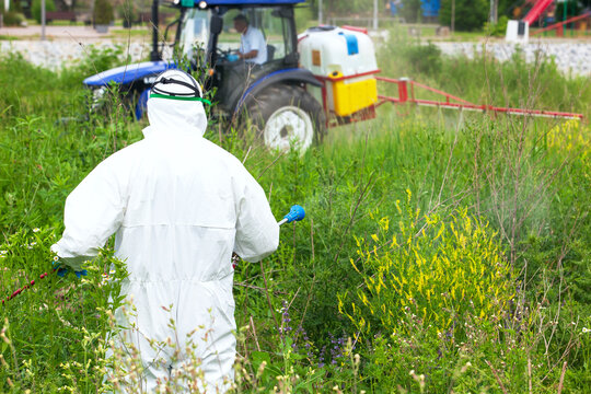 Pest control worker in protective suit spraying herbicide on ragweed weeds in overgrown field, with tractor sprayer in background, concept of weed control and safety