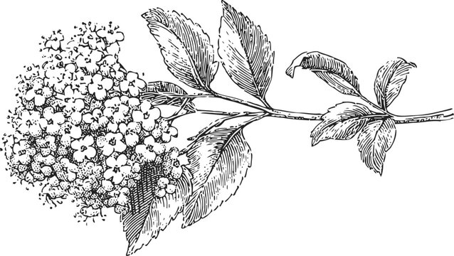 Detailed vintage botanical illustration of flowering elderberry branch with leaves and blossoms