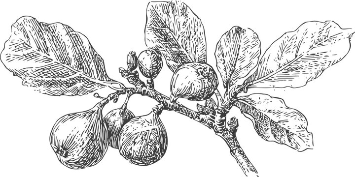 Figs branch with leaves and ripe fruit illustration detailed botanical sketch of fig tree produce