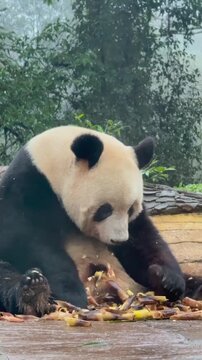 Giant panda sitting comfortably on the ground while peeling and eating fresh bamboo shoots during a peaceful afternoon in a lush forest habitat showing the natural feeding behavior of this iconic enda