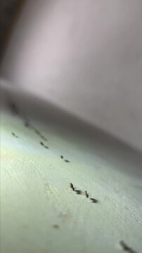 ants walk searching for food by following pheromone trails, Lasius niger