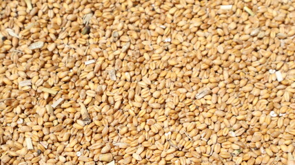 Fototapeta premium Wheat Grain Background: Close-up Texture of Harvested Seeds