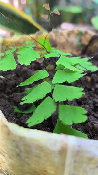 Plants of the genus Adiantum or maidenhair ferns