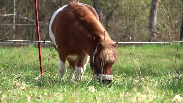 Ein braun weisses Pony beim Grasen auf der Weide