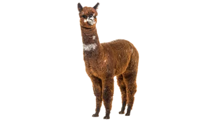 Fototapeten Lama llama isolated on white background  © Ammar
