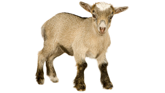 PNG, goat, goat png, pygmy goat, goat standing, goat isolated, domestic goat, goat standing, goat side view, livestock animal, goat photo