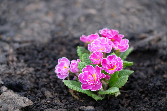 Beautiful pink flowers of Primula (english primrose) in spring garden, nature background. Primula vulgaris - early spring perennial flower, primrose, family Primulaceae. garden landscape design