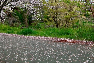 Fototapeta premium 道路に散った桜の花びら・春の風情・緑の草地と落花の情景