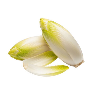 Three heads of white chicory and a slice showing fresh leaves and pale coloration on transparent background