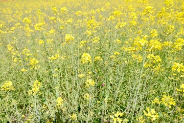 Fototapeta premium 菜の花畑・一面の黄色い花・春の農風景・満開の菜の花