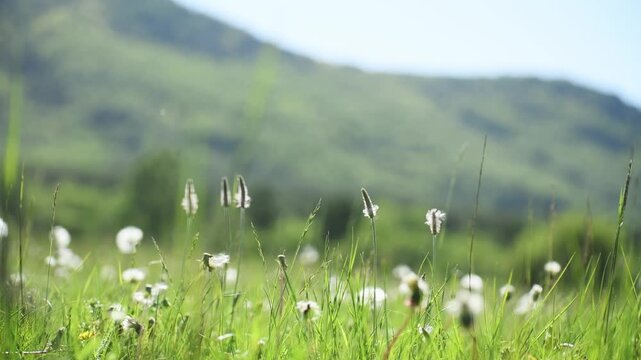 Wild green grass with flowers and white fluffy dandelions in the mountains. Plants swaying in the light wind. Green trees and mountains in the background. Beautiful summer nature. Selective focus
