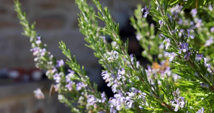 Honey bees and butterflies pollinating rosemary flowers