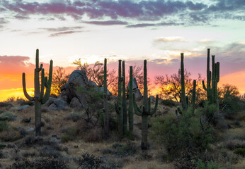 Stand Of Saguaro Cactus At Sunrise In The Desert Hills