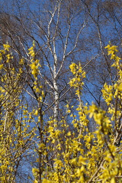 Broom and beech tree in spring