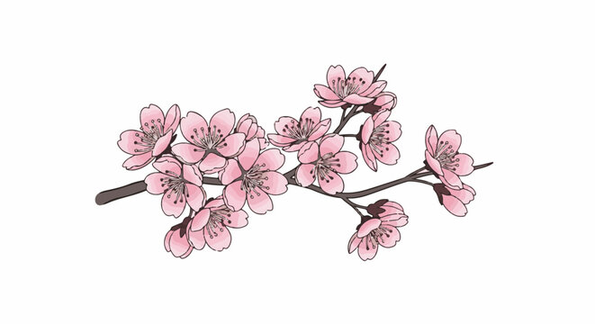 Delicate pink cherry blossoms adorn a dark, curving branch