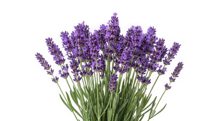 Fototapeta premium Fresh lavender flowers bouquet isolated on transparent background